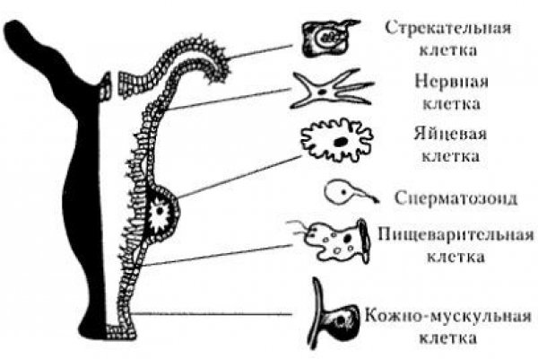 Кракен вход