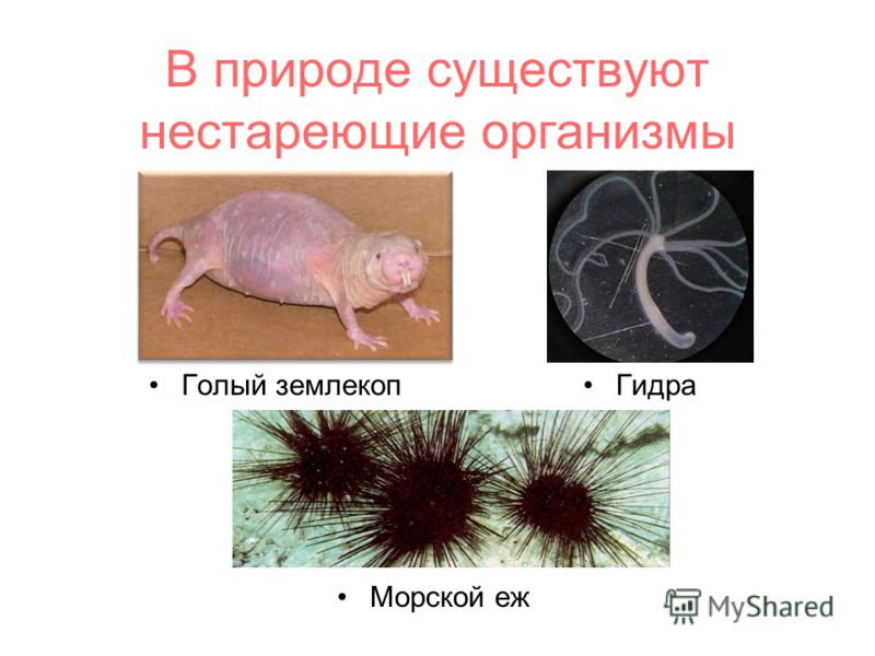 Кракен наркологический